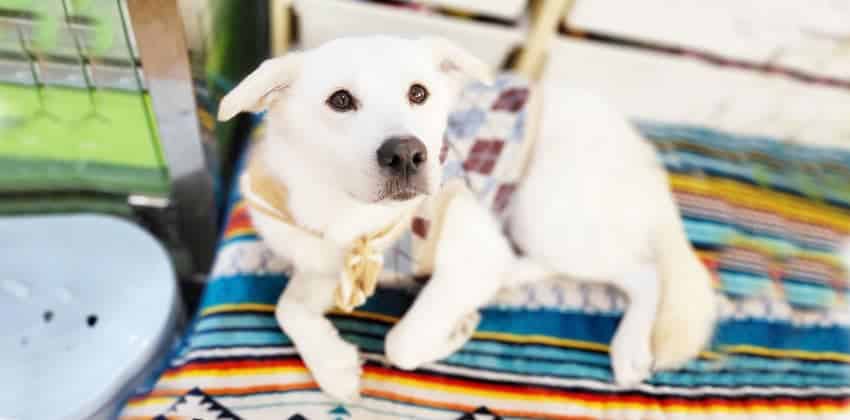 Bangshil is a Medium Female Labrador mix Korean rescue dog
