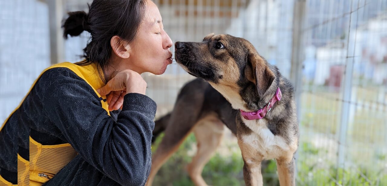 An Inside Look Into Our Korean Shelters