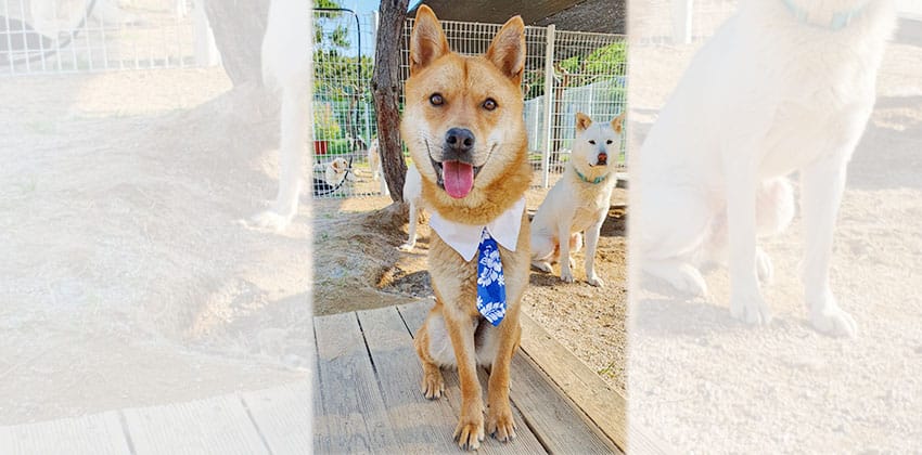 Bodol is a Medium Male Shiba Inu mix Korean rescue dog