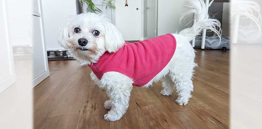 Bohae is a Small Female Maltese mix Korean rescue dog