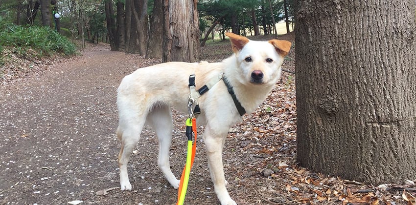 Bok-Ghee is a Medium Female Jindo mix Korean rescue dog