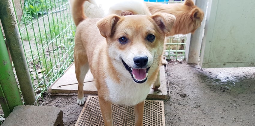 Bokdong is a Medium Female Jindo mix Korean rescue dog