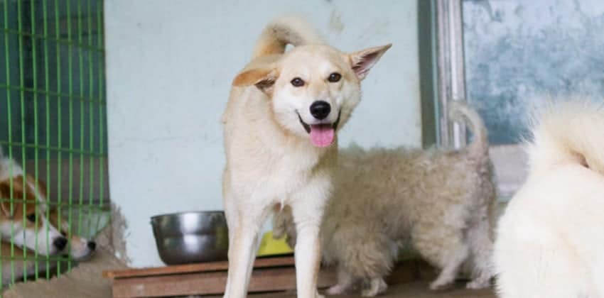 Bokja is a Large Female Jindo mix Korean rescue dog