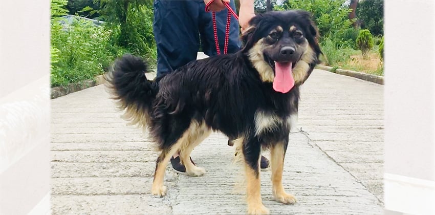 Boko is a Large Female Sapsali mix Korean rescue dog