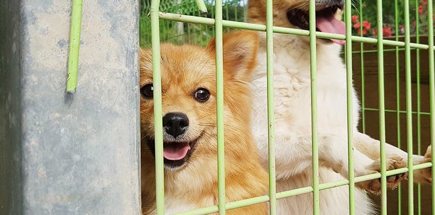 Bokshil is a Small Female Spitz mix Korean rescue dog