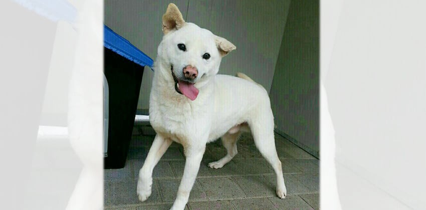 Bolt is a Medium Male Jindo Mix Korean rescue dog