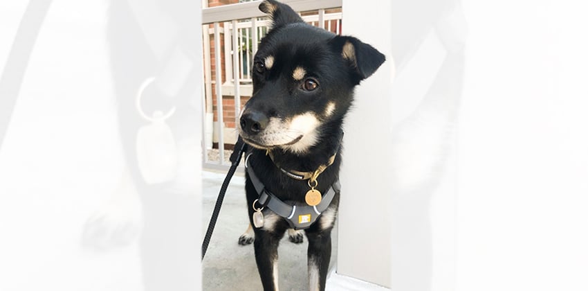 Bom is a Medium Male Shiba Inu mix Korean rescue dog