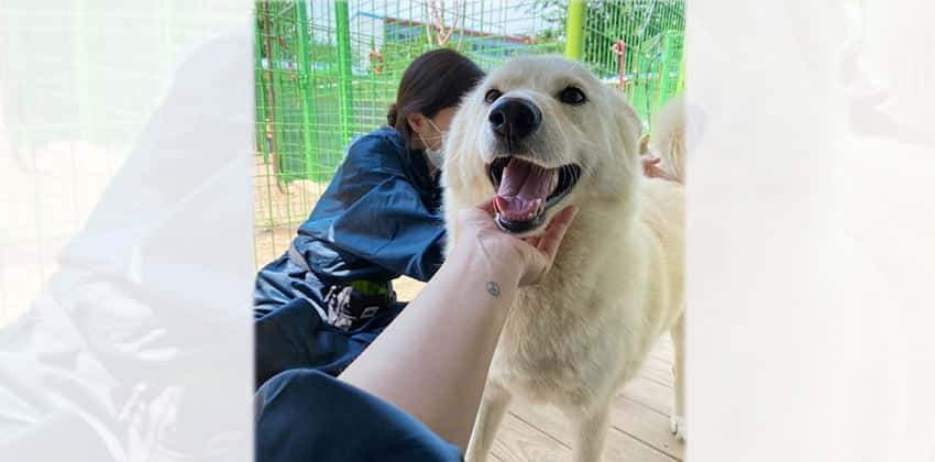 Boma is a Medium Female Jindo mix Korean rescue dog