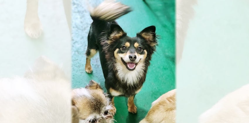 Bombom is a Medium Female Spitz mix Korean rescue dog