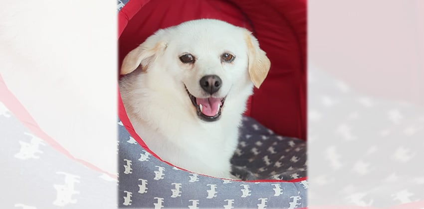 Bomi 2 is a Small Female Labrador mix Korean rescue dog