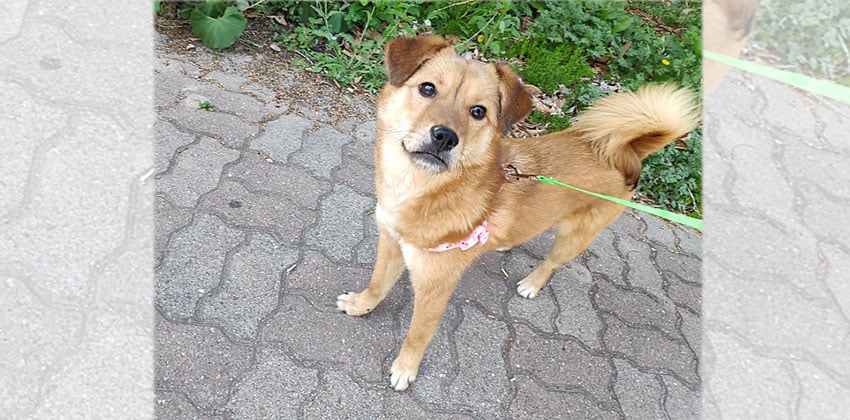 Bomi is a Small Female Jindo mix Korean rescue dog
