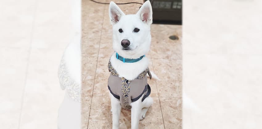 Bonbon is a Medium Male Jindo mix Korean rescue dog