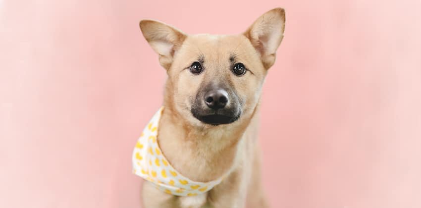 Bongbong is a Medium Female Jindo mix Korean rescue dog