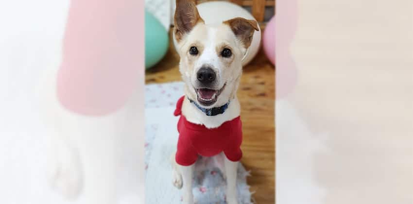 Bonggu 2 is a Medium Male Jindo mix Korean rescue dog