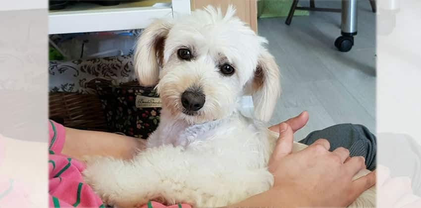 Mingu is a Small Male Maltese mix Korean rescue dog