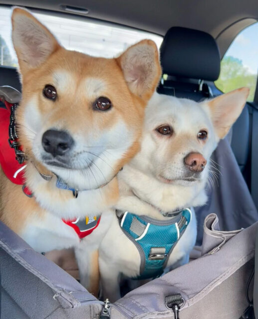 Bongja and daewha
