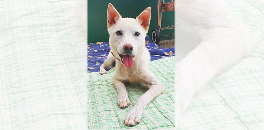 Bongyi 2 is a Small Female Jindo mix Korean rescue dog