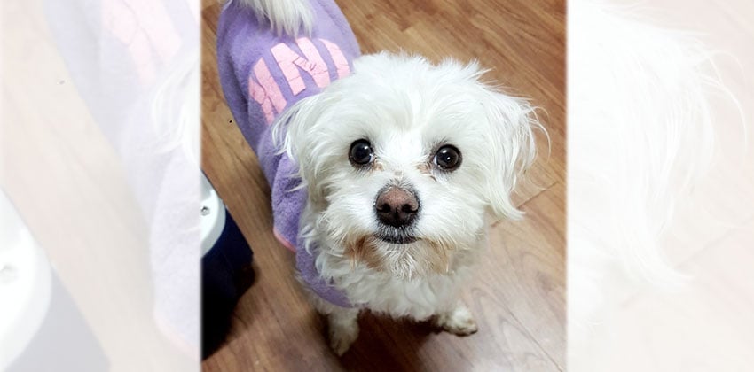 Bonni is a Small Female Maltese Korean rescue dog