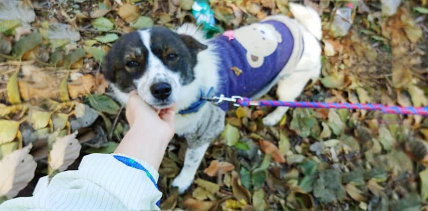 Bonnie is a Small Female Papillon mix Korean rescue dog