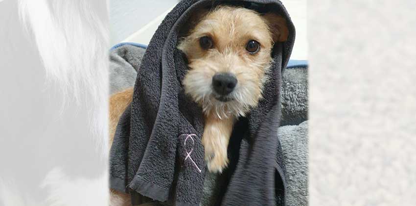 Bonny 2 is a Small Female Terrier mix Korean rescue dog