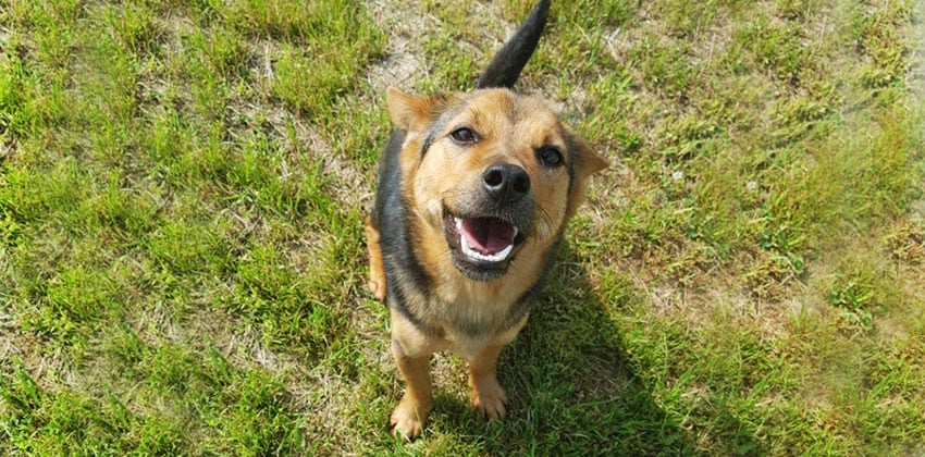 Boreum is a Medium Male Jindo mix Korean rescue dog