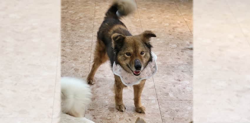 Bori 3 is a Medium Male Mixed Korean rescue dog