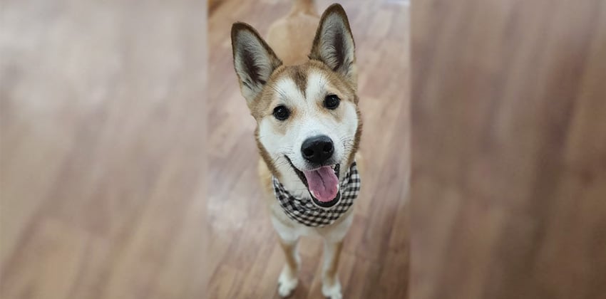 Bori 2 is a Medium Male Jindo mix Korean rescue dog