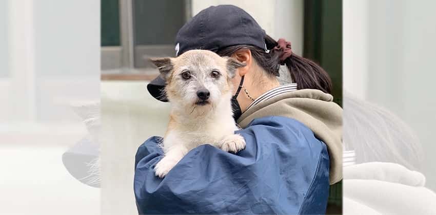 Buffy is a Small Female Terrier mix Korean rescue dog