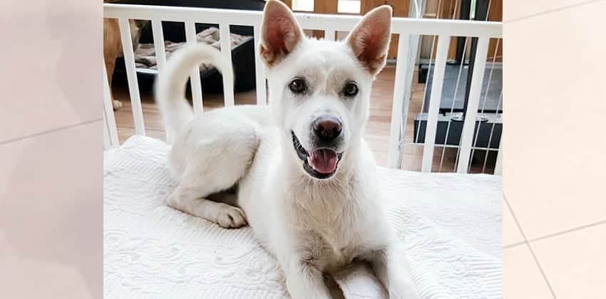 Boss is a Medium Male Jindo Korean rescue dog