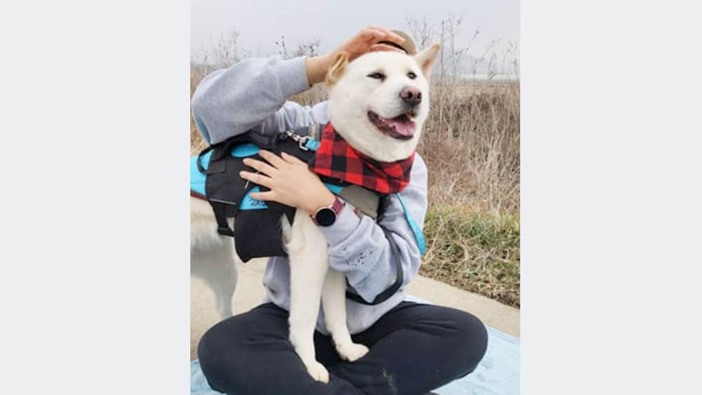 Boyoung is a Medium Female Jindo mix Korean rescue dog