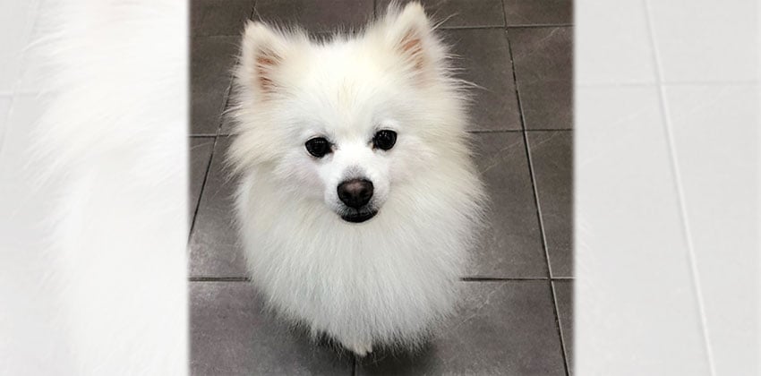 Bro is a Small Male Spitz Korean rescue dog