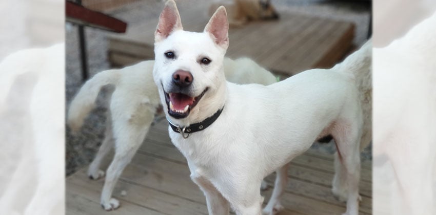 Brody is a Large Male Jindo mix Korean rescue dog