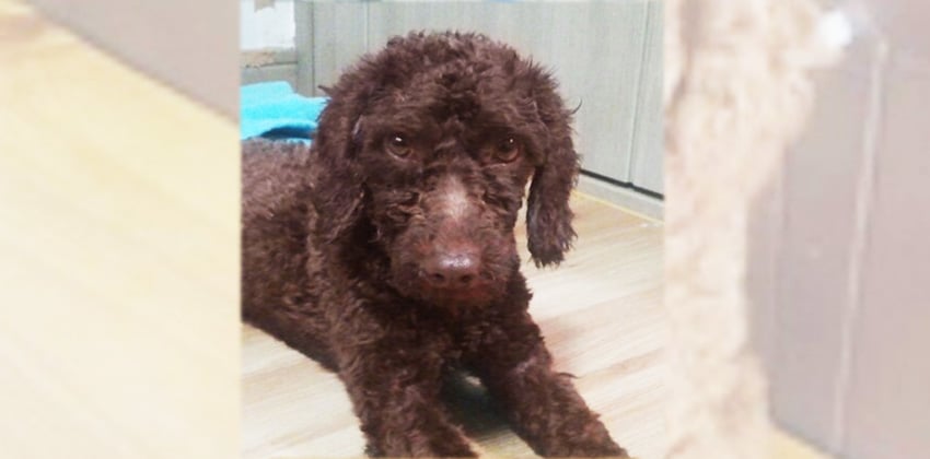 Brownie is a Small Male Poodle Korean rescue dog