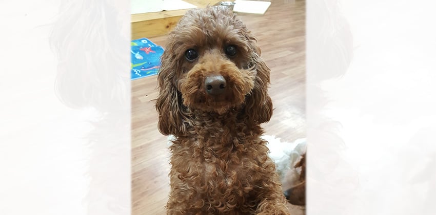 Brownie is a Small Male Poodle Korean rescue dog