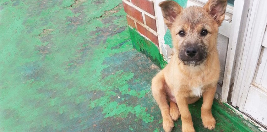 Brownie is a Small Male Jindo Mix Korean rescue dog