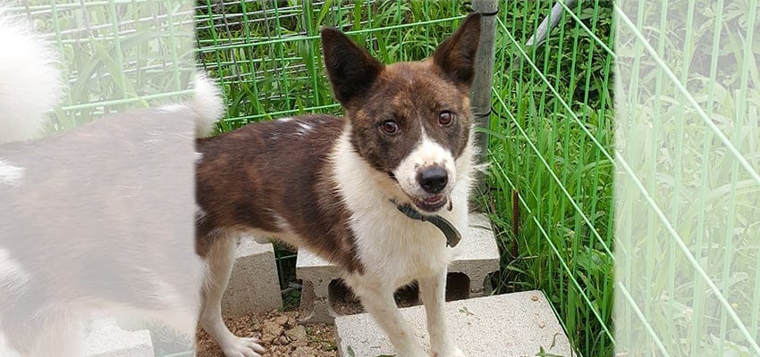 Bonny is a Medium Female Jindo Mix Korean rescue dog