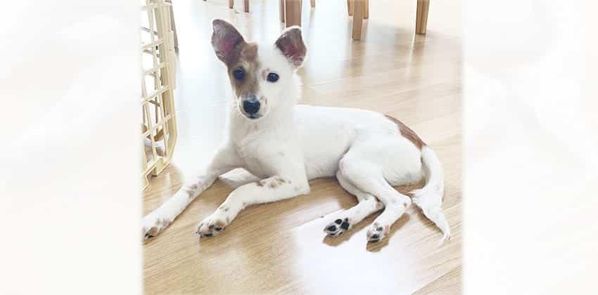 Bunny is a Small Female Terrier mix Korean rescue dog