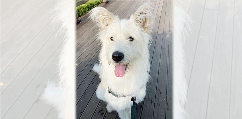 Button is a Medium Male Terrier mix Korean rescue dog