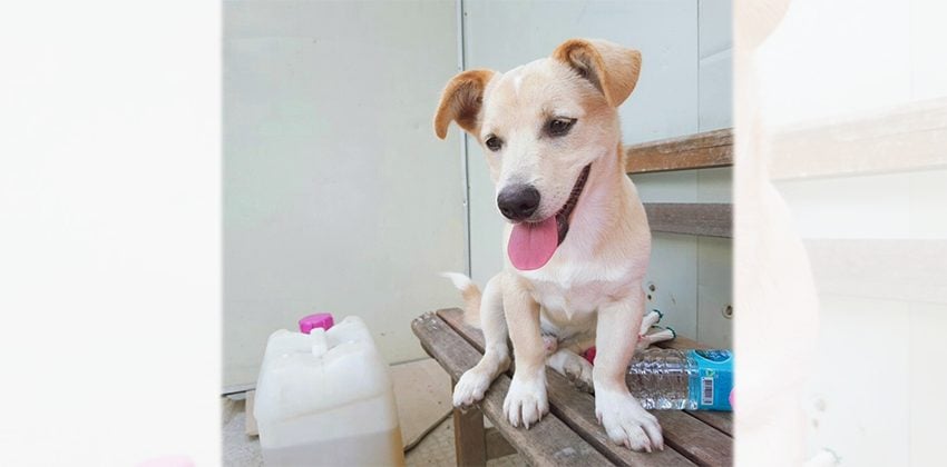 Byul is a Small Male Mixed Korean rescue dog