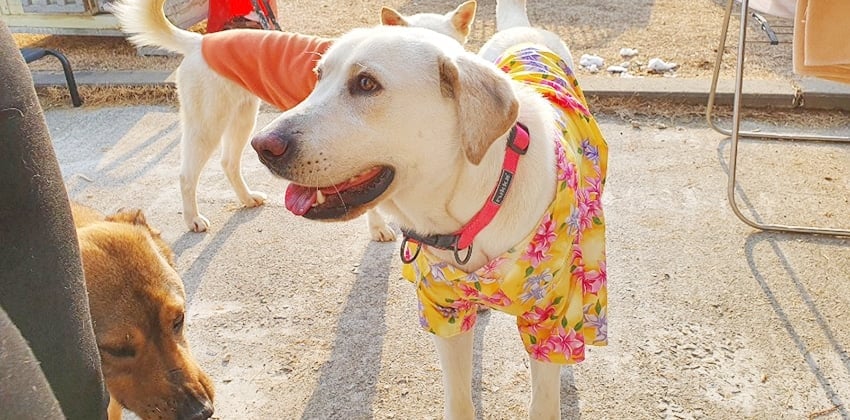 Byulee is a Large Female Labrador Retriever Korean rescue dog