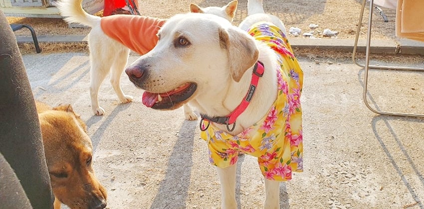 Byulee is a Large Female Labrador Retriever   Korean rescue dog