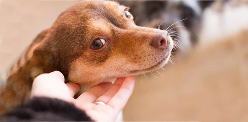 Coffee is a Small Female Chihuahua Korean rescue dog