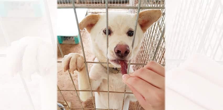 Calla is a Medium Female Jindo Mix Korean rescue dog