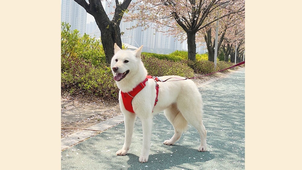 Callie is a Medium Female Shiba Inu mix Korean rescue dog
