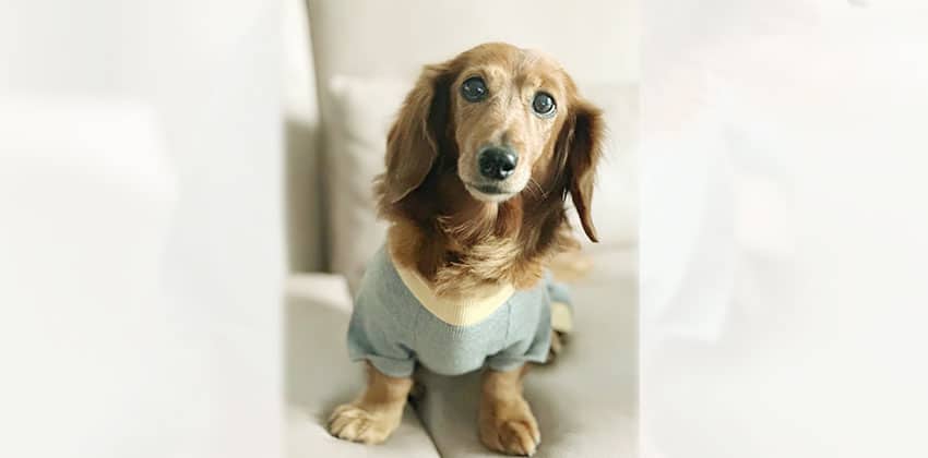 Candy 3 is a Small Female Dachshund Korean rescue dog