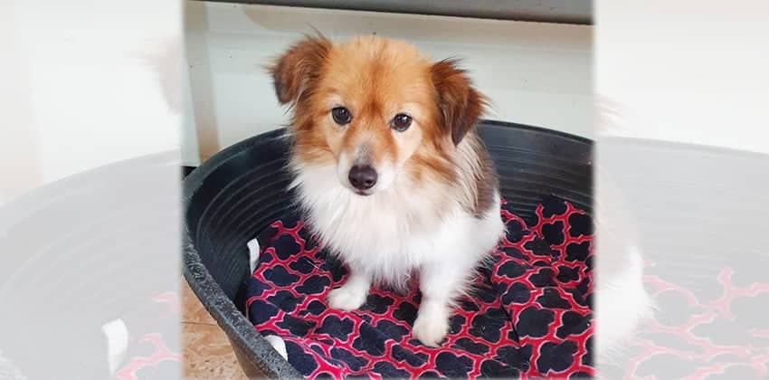 Candy 2 is a Small Female Mittelspitz Korean rescue dog