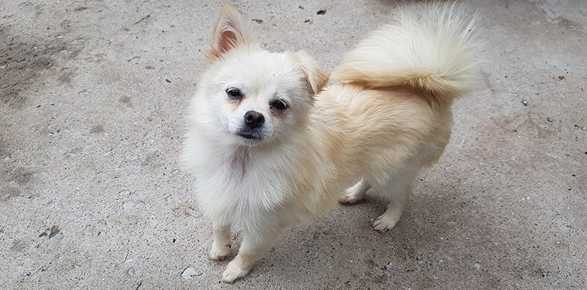 Candy is a Small Female Spitz mix Korean rescue dog