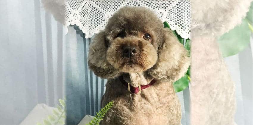 Capu is a Small Female Poodle Korean rescue dog