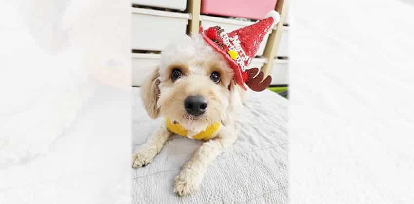 Capu 2 is a Small Male Poodle Korean rescue dog