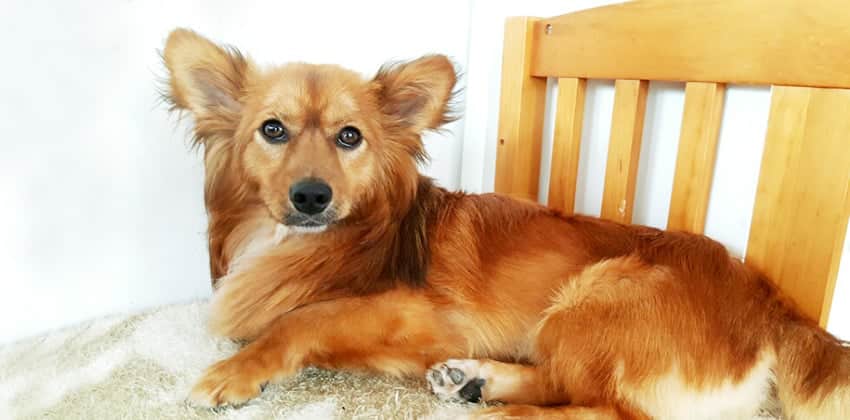 Caramel is a Small Male Dachshund mix Korean rescue dog